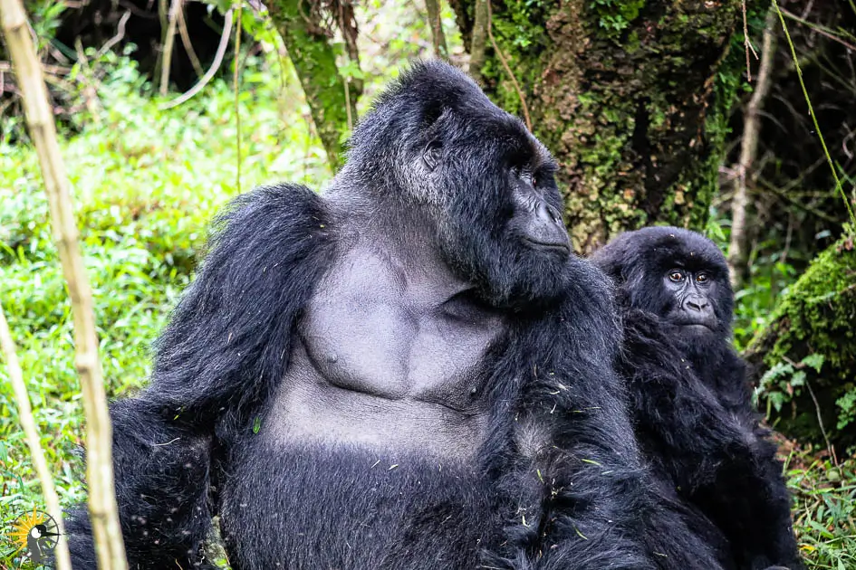 silverback gorilla chest